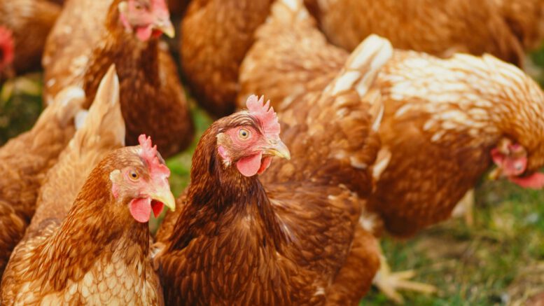 Kreis Groß-Gerau hebt Stallpflicht für Geflügel nach Vogelgrippefällen auf