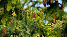Nordmanntannen zum Selbstschlagen am Jagdschloss Platte Nordmanntannen zum Selbstschlagen am Jagdschloss Platte